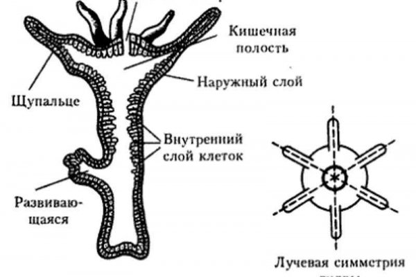 Кракен даркнет официальный сайт